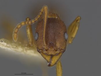 Media type: image;   Entomology 531691 Aspect: frontal